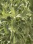 Sauge blanche Salvia apiana feuilles fumigation made in france Pyrénées Orientales jardin de l'herboriste slow flower zero empreinte carbone km0