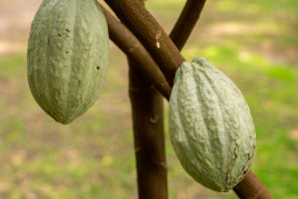 cacao fruits