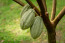 cacao fruit et feves