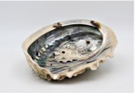 abalone1 coquillage d'ormeau