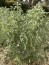 Sauge blanche Salvia apiana feuilles fumigation made in france Pyrénées Orientalesjardin de l'herboriste Fumigation purification des lieux