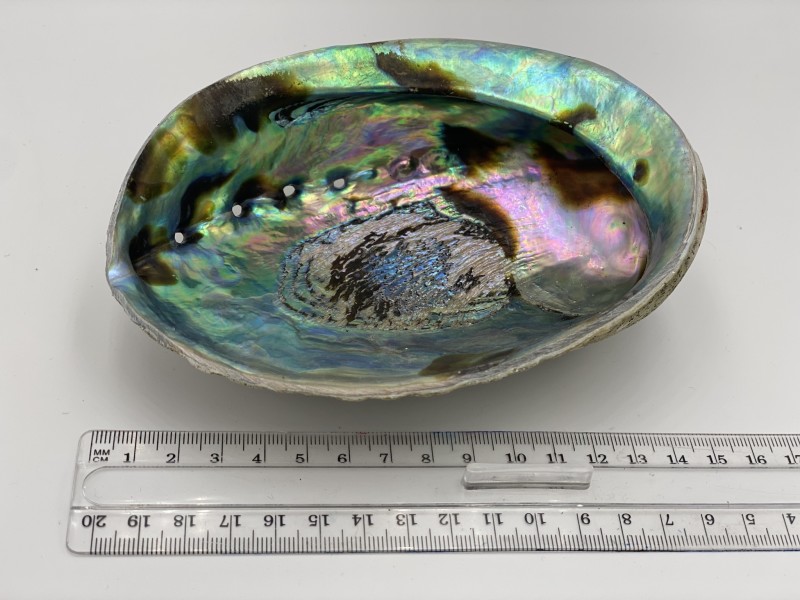 ABALONE COQUILLAGE D'ORMEAU
