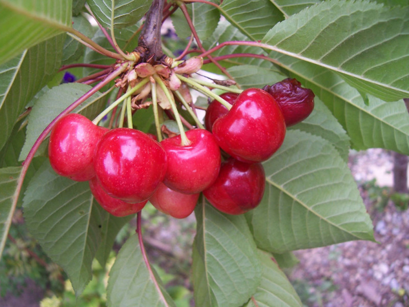 Queue de cerise - Tisane - Prunus cerasus L.
