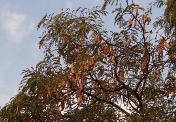 tamarinier arbre