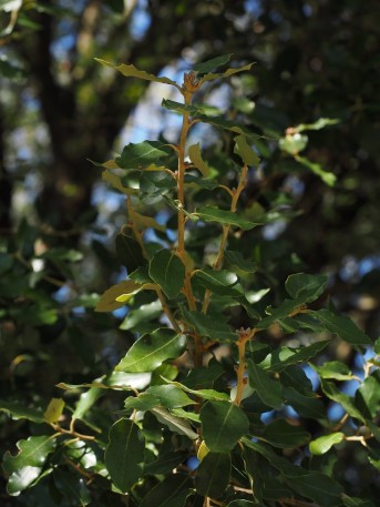 feuilles camphrier - Ravintsara
