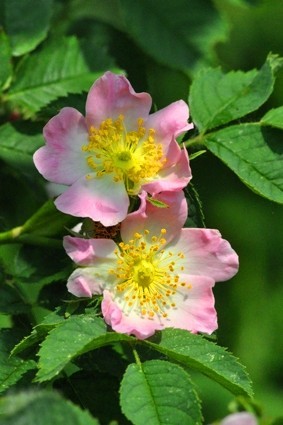 Eglantier rosa canina herboristerie moderne