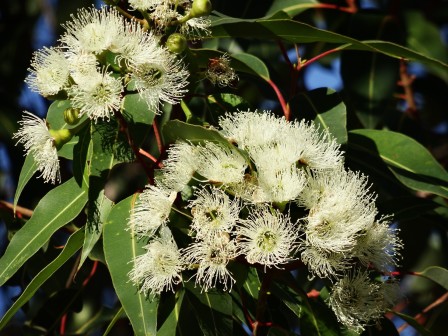Eucalyptus globulus Hydrolat