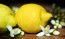 citron fruit + fleur citrus limon