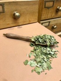 cassis feuilles coupées