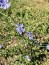 Chicorée fleur Cichorium intybus
